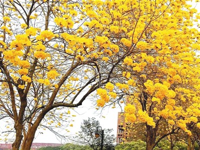 台湾“赏花经济”隐忧浮现