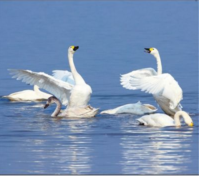 一泓清水 细管长护