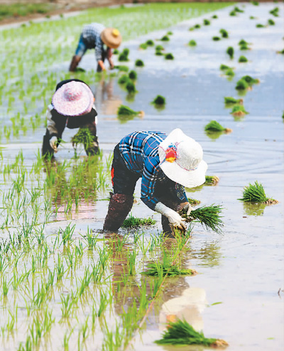 【看！中国经济奋力突围(15)】稳面积，八方携手