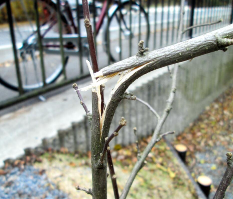 日韩友好之树屡遭人为破坏 日本代表疾呼：有异
