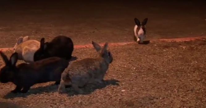 美国兔群现致命出血性病毒：传染性高 突然死亡