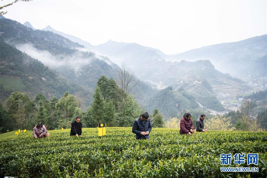 海外网评：习近平致信祝贺的首个“国际茶日”