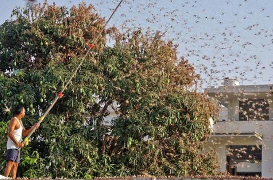 印度遭遇27年来最严重蝗灾，当地人方法用尽：烧