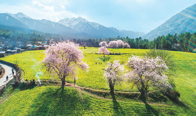 植物多样性保护：尊重每一种生命