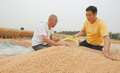 翁婿种田擂台赛