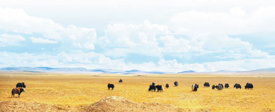 布次仁：赶着牦牛奔小康