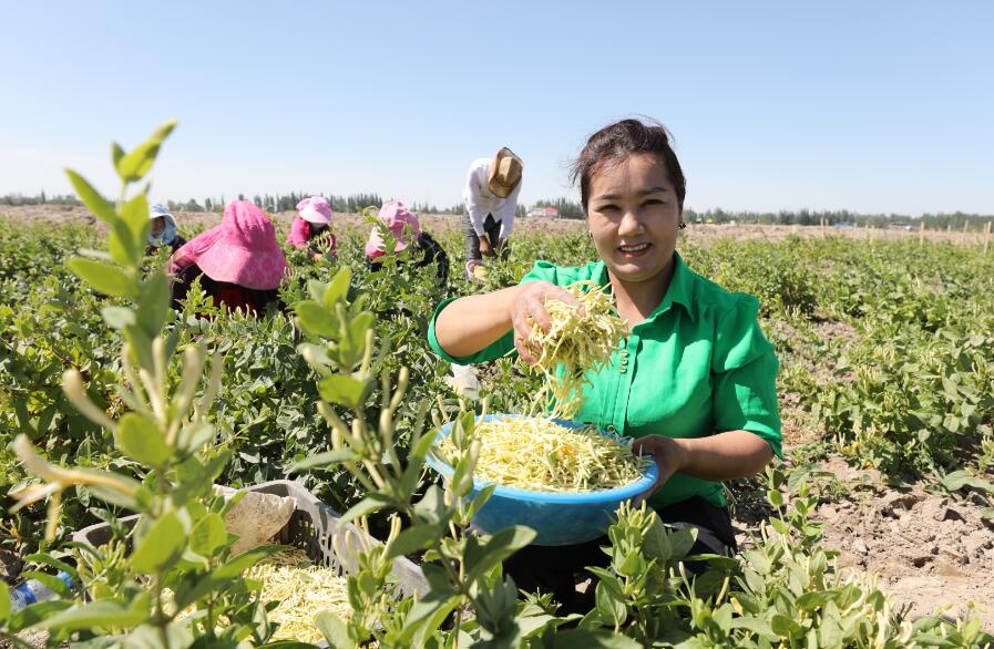6月5日,岳普湖农场社区群众在金银花基地采摘金银花.