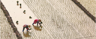 栽插秧苗 耕耘希望