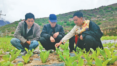 莴笋上高原 越种越甘甜