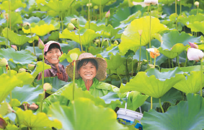 网友点赞夏收保粮食能源安全:科技引导生产力发