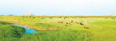 库布其 盈盈绿色锁沙海