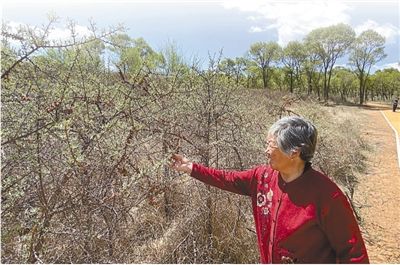 从沙上屋顶到绿树成荫（小康路上绿色力量·关注