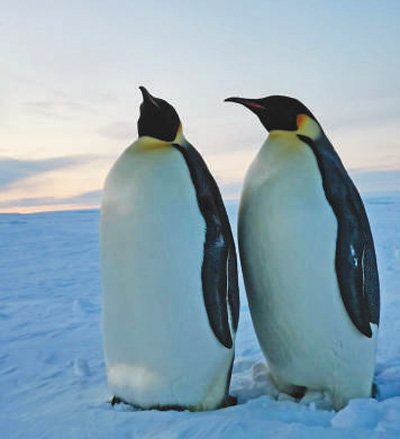 第三十六次南极科学考察队队员讲述：夏至，我