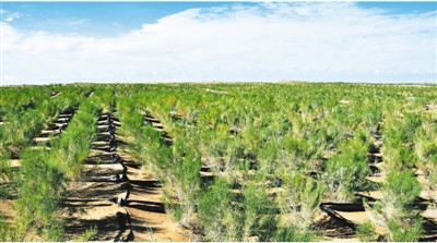 生态治理的中国奇迹：片片绿色，片片都是“民