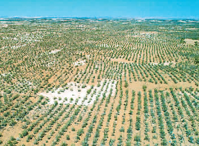 民勤，沙原上那一棵棵倔强的梭梭