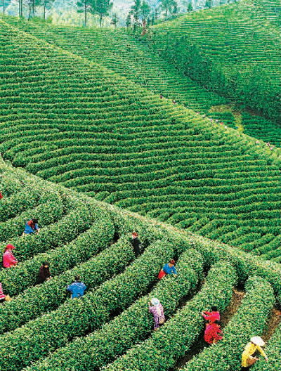 从“致富茶”到“扶贫茶” 白茶一片 富多方百姓