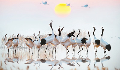 生态治理的中国奇迹：在丹顶鹤翱翔的地方……