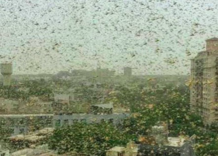 印度首都近郊遭蝗虫袭击 15分钟落满屋顶和阳台