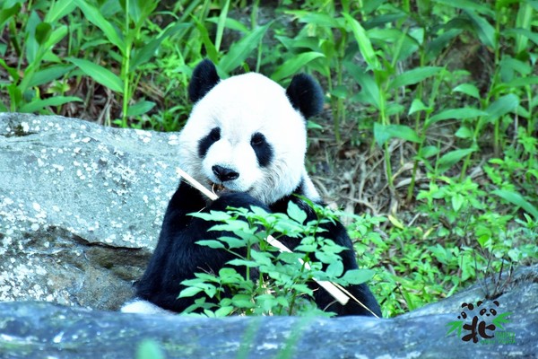 赠台大熊猫圆圆产女过程曝光 台媒：两岸专家携