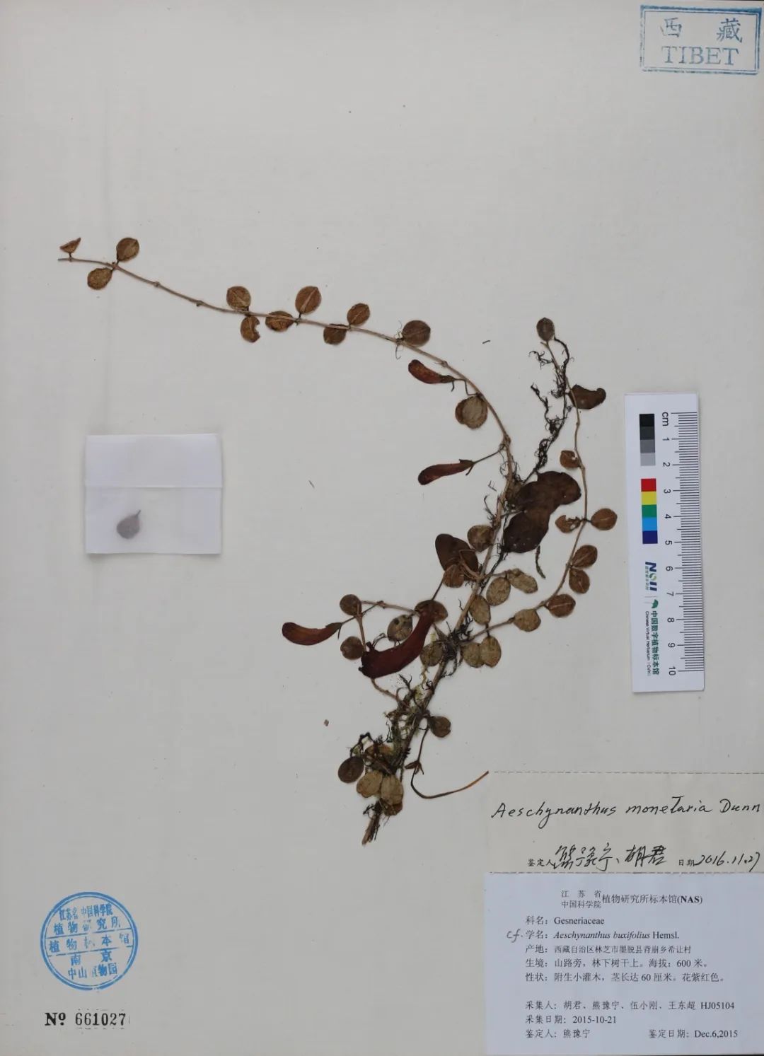 植物物种“隐世百年”再次“转生” ！这次还上了中国“户口”