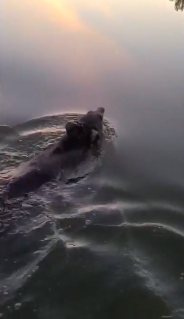 美国一黑熊头戴塑料桶湖中挣扎 路人出手5分钟取