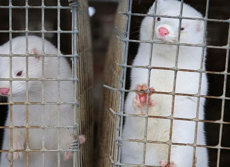 水貂是新冠病毒宿主？西班牙、荷兰已捕杀超1