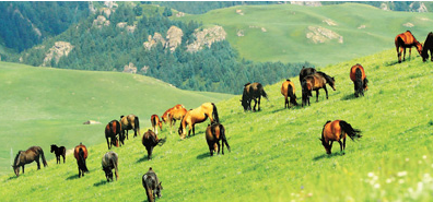 “带薪休假”，草场又绿了！