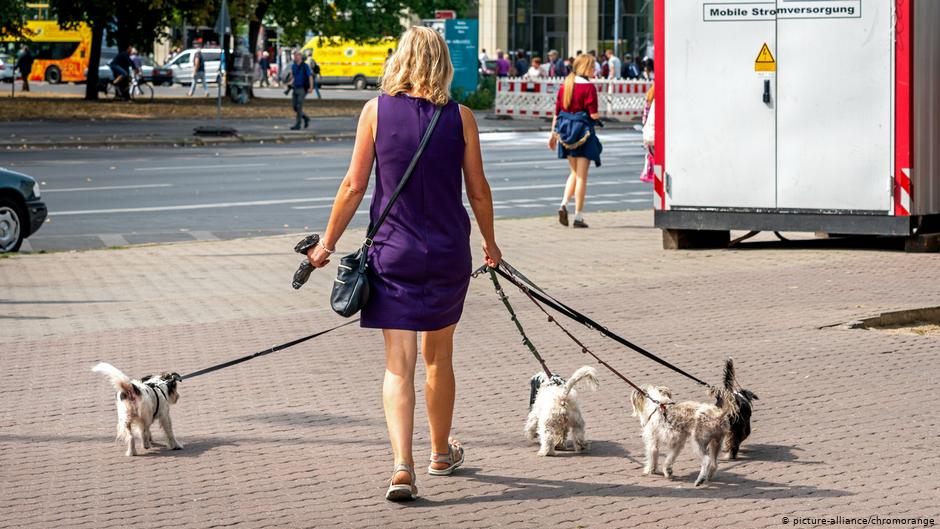 德国拟立法强制饲主遛狗：每天至少2次 每次至少