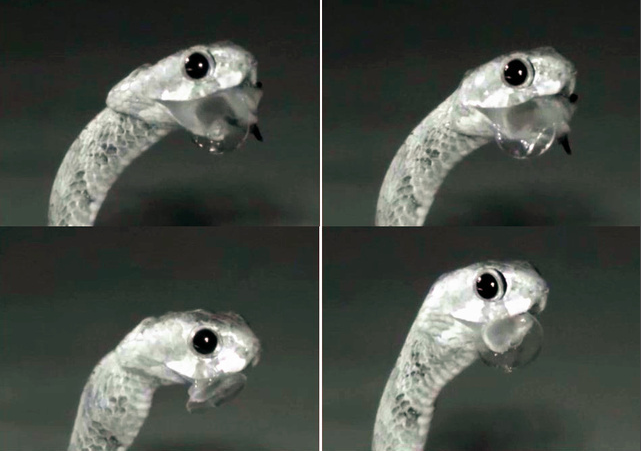 日本科学家最近发现奇异的蛇