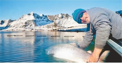 冰岛海鲜亮相中国电商平台