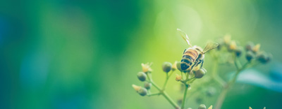 酿造如蜜的生活