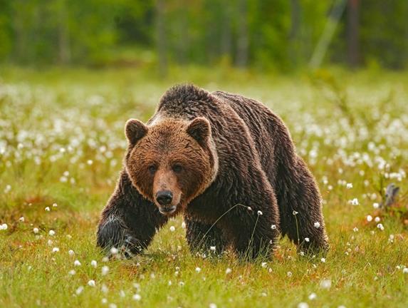 印度边境安全部队士兵执勤时遭袭受伤 袭击者是