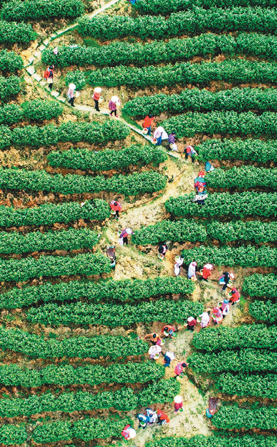 客家古村唱起新山歌(我的侨乡·我的家⑧)