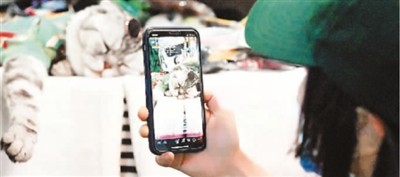 线上宠物经济崛起 年线上销售额超300亿