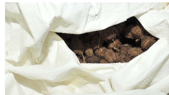 一女子因涉嫌给特朗普寄毒包裹被捕 被捕时带着