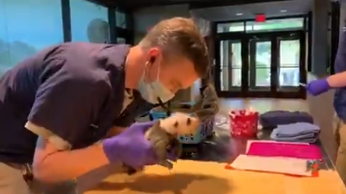 旅美大熊猫美香幼崽体重曝光 性别将在数周后公