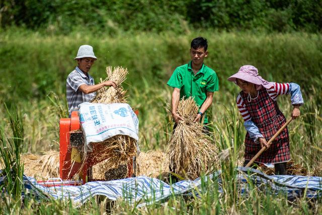 海外网评：丰收的每一粒粮食，都事关14亿人“饭