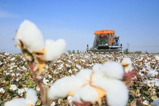 海外网评：全面禁止新疆产品？美企先不干了