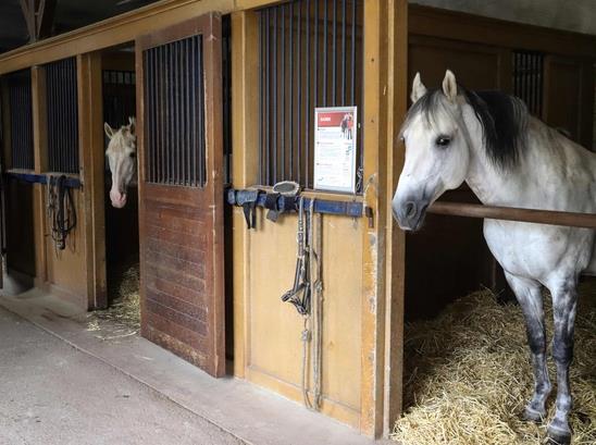 新冠疫情未平息 加拿大阿尔伯塔省又暴发波多马