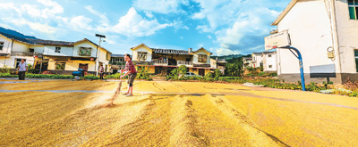 1.3万亿斤以上！“中国饭碗”稳稳的(十三五·中