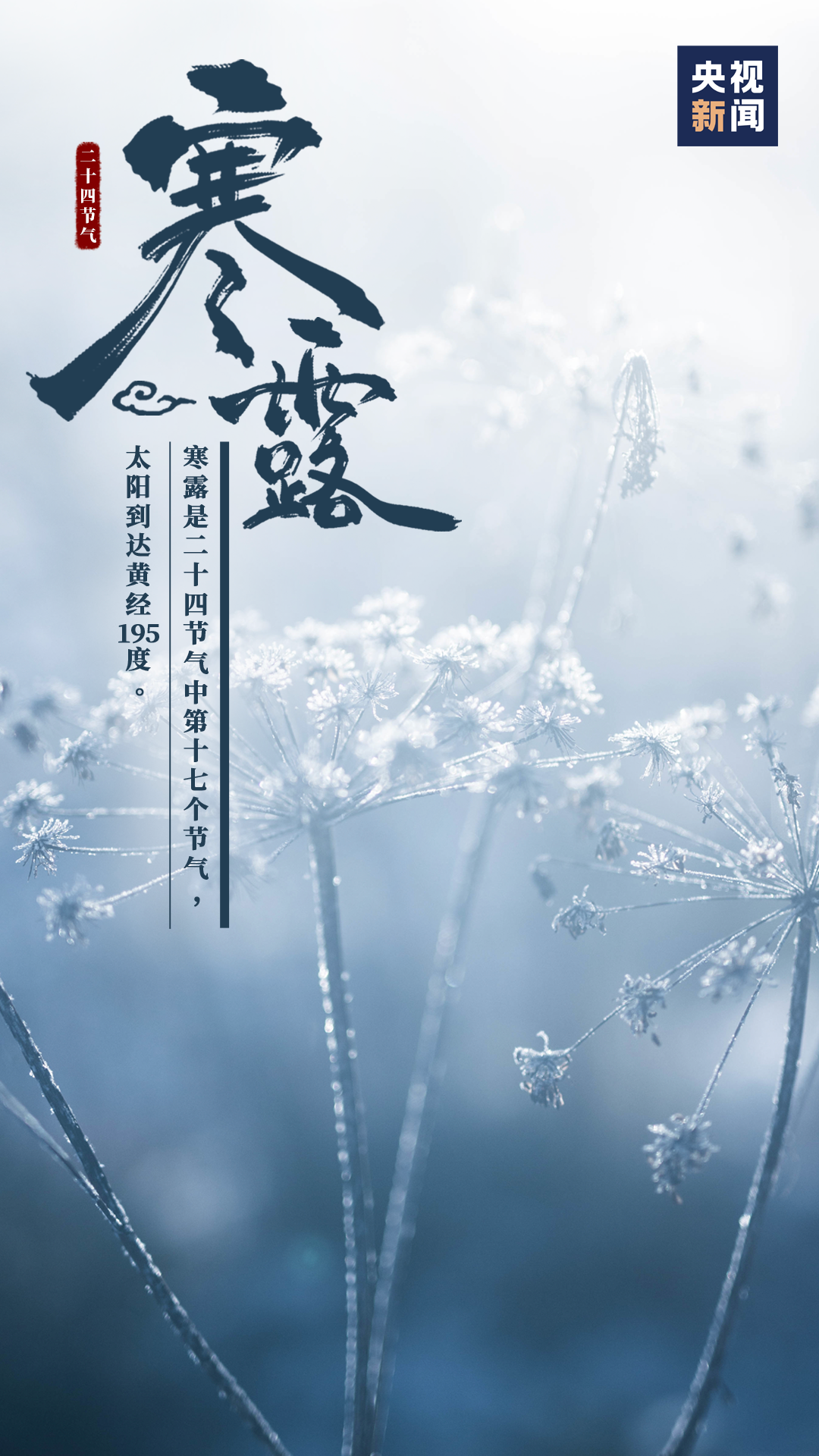 节气|露已寒，将为霜