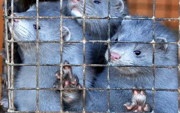 美国养殖场暴发动物新冠疫情 1万只水貂被人传染