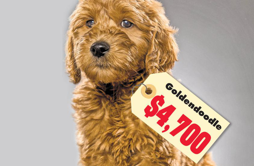 新冠疫情致美国纯种幼犬价格飙升 涨幅达50％