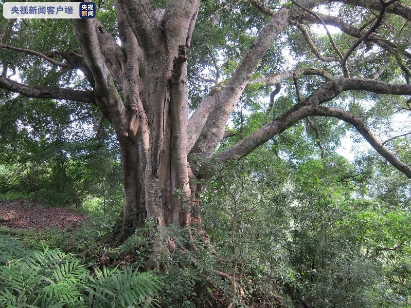 最大树龄1050年云南23株百年古树有了身份证
