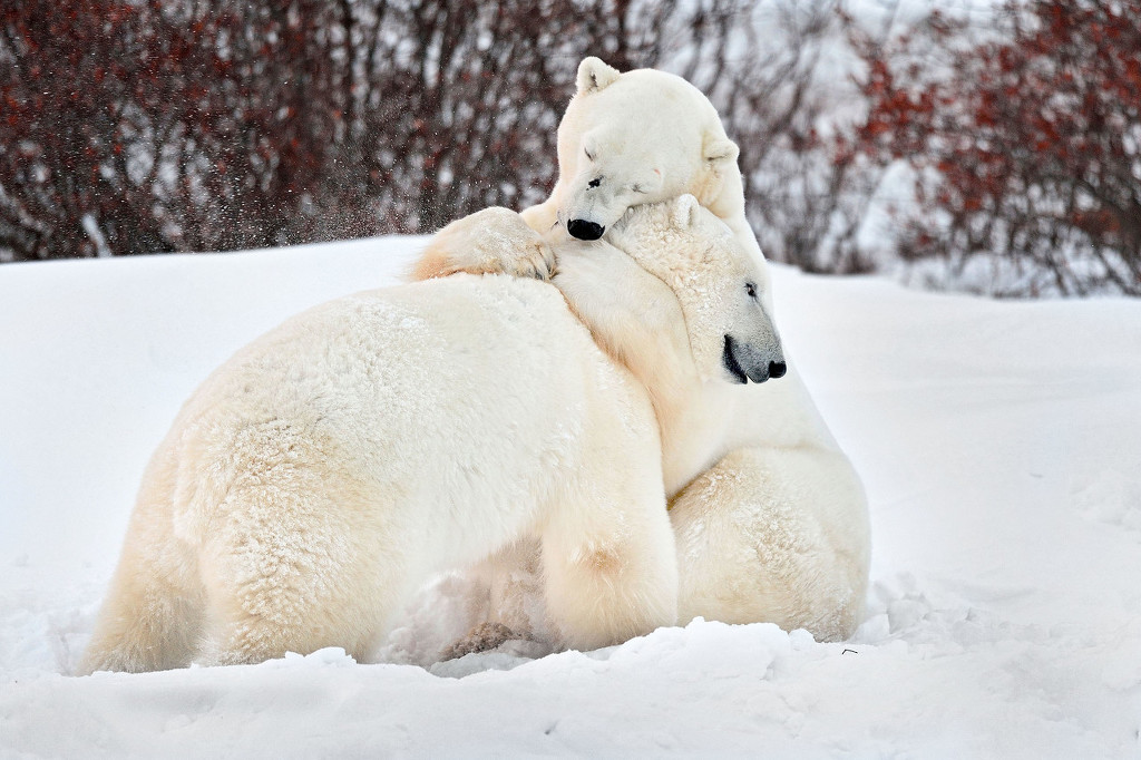 盘点动物暖心依偎照 天冷了就要抱团取暖!