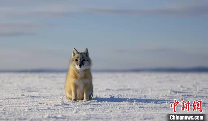 世界自然保护联盟濒危物种沙狐。 本文图片均由 张渊 摄
