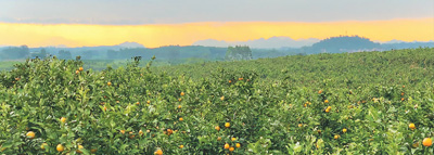 “婴儿果园”结出幸福果（侨界关注）