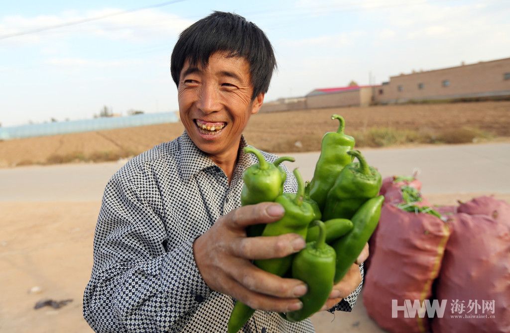 沙窝腹地“长”出了新鲜果蔬 农民卖辣椒年入10万元