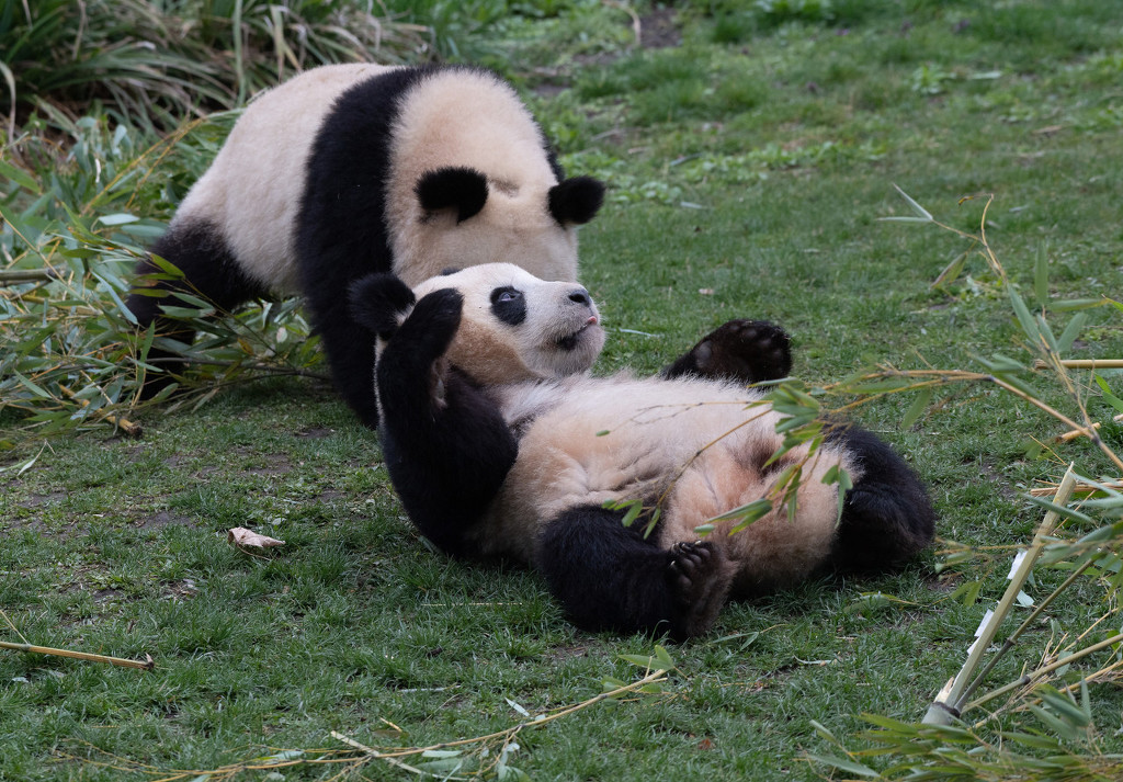 最新萌照曝光！柏林动物园双胞胎大熊猫嬉戏打闹