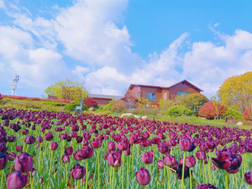 四月,郁金香高地迎来盛花期,唯美浪漫的郁金香花海约有200亩,站在坡